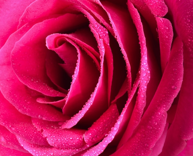 Pink rose bud close-up.