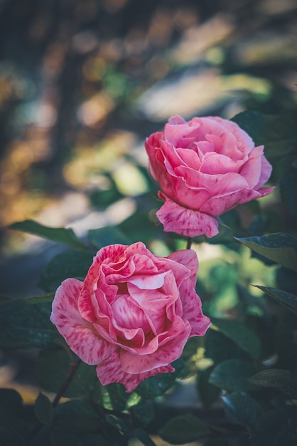 Pink rose and buds in a garden