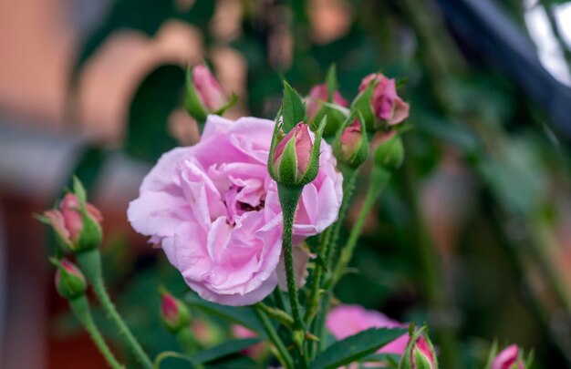 Pink rose buds with blur background on shallow focus