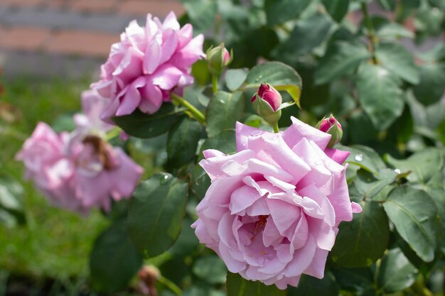 Pink rose bush after rain