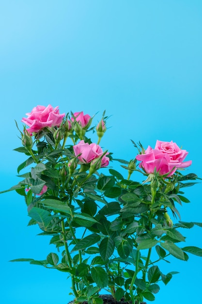 Pink rose bush on blue background