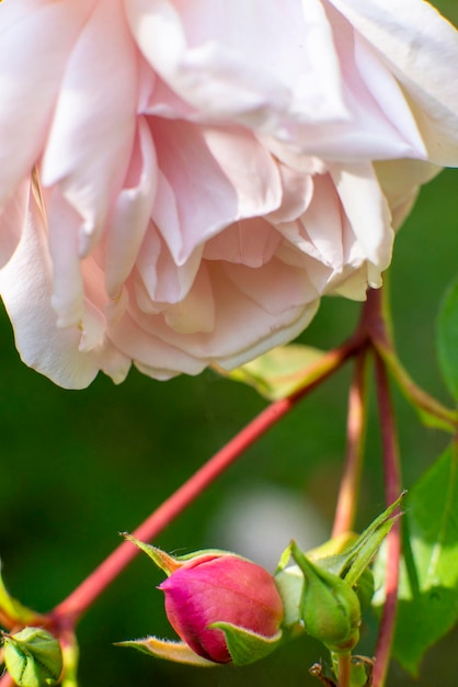 Pink rose on a bush close macro