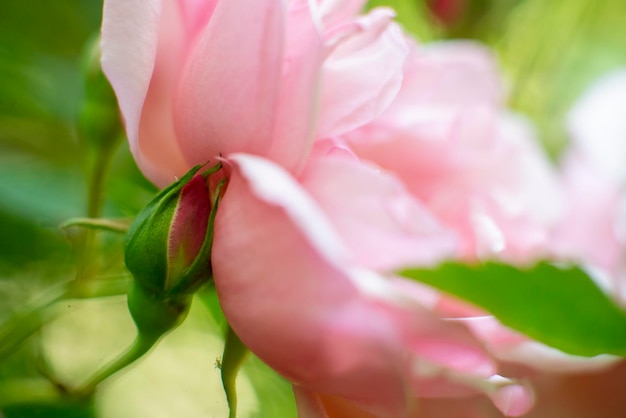 Pink rose on a bush close macro