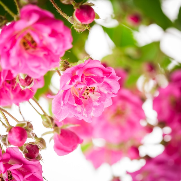 Pink rose bush close up on white background