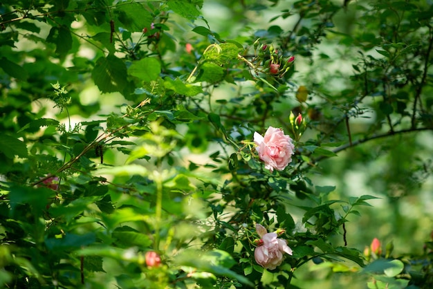 Pink rose on a bush closeup natural shot