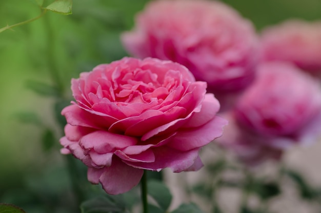 Pink rose bush in english garden Pink rose background English rose in garden