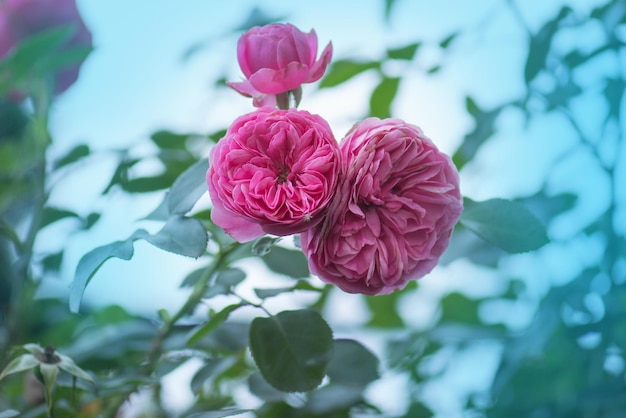 Pink rose bush in english garden Pink rose background English rose in garden