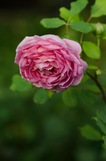 Pink rose bush in english garden Pink rose background English rose in garden