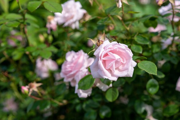 Pink rose bush in the garden.