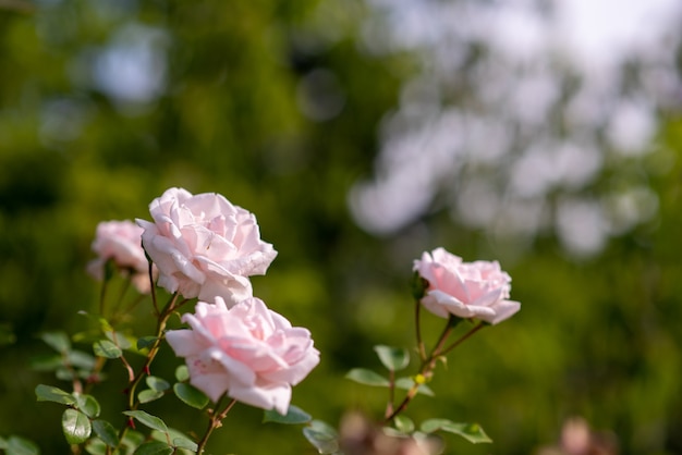 Pink rose bush in the garden.