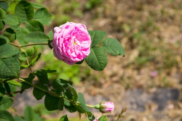 Pink rose on a bush in the garden