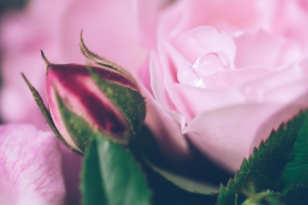 Pink rose cLose-up