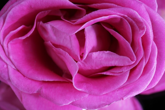 Розовая роза, крупным планом