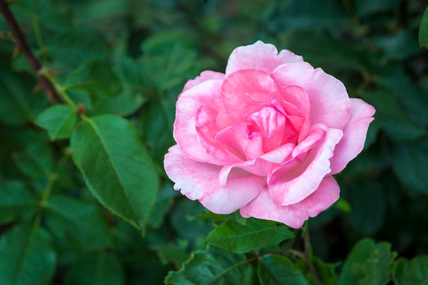 Pink rose closeup in the garden and dew drops