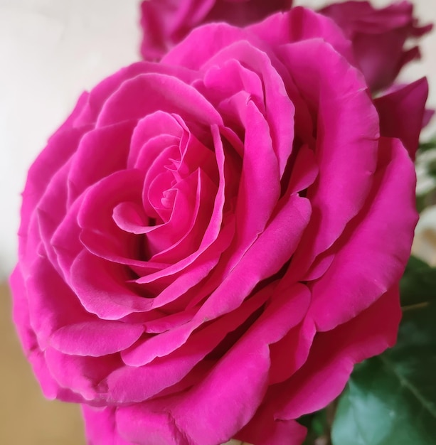 Pink rose closeup