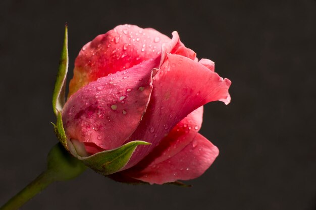 Pink rose detail close up macro