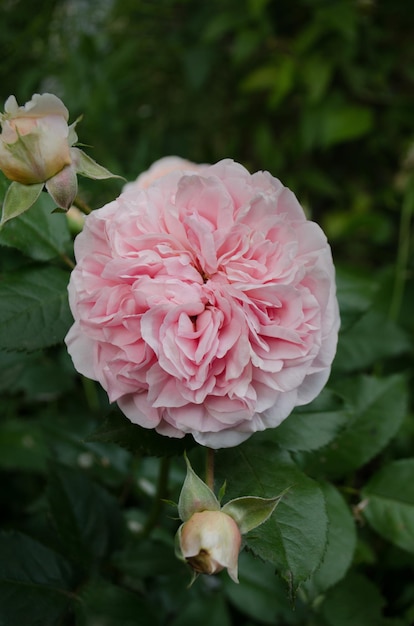 Pink rose in the field Flowers plant growing in garden Bush of pink roses Pink flowers in garden