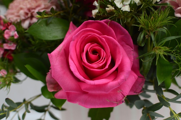 Pink rose flower arrangement on white background