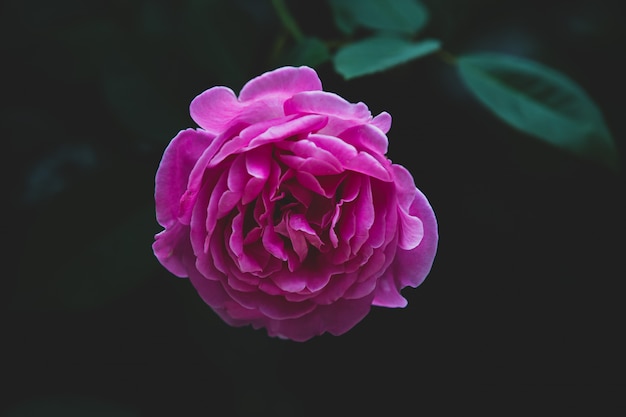 Pink rose flower bloom on a leafs