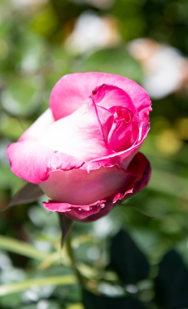 Pink rose flower blooming in summer on sunny day