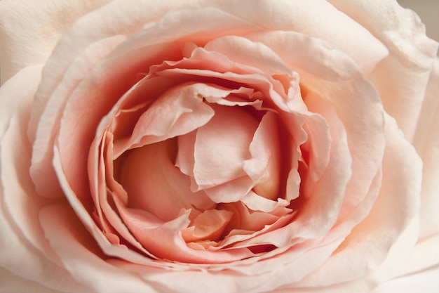 Pink rose flower bud close-up