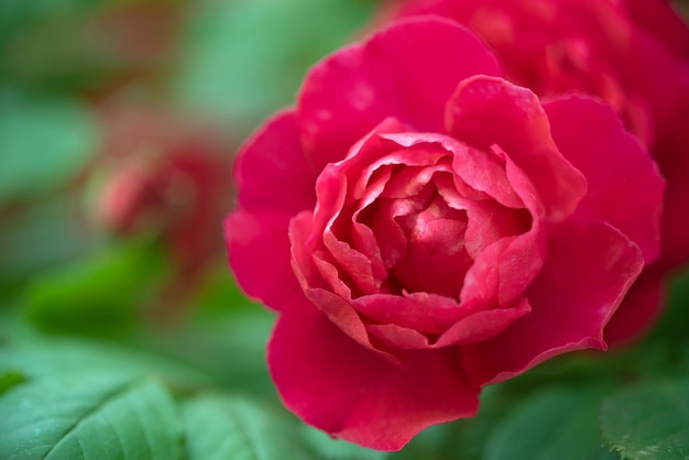 Pink rose flower close up