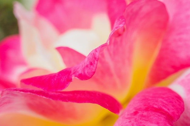 Photo pink rose flower closeup abstract background