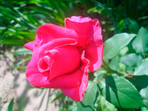 Foto fiore di rosa rosa nella foto del fogliame