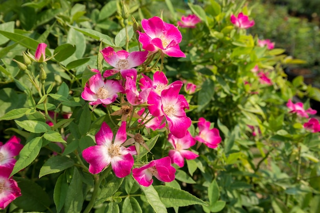 Pink rose flower in the garden, beautiful flower close up.