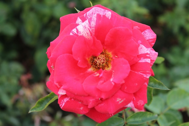 緑の背景にピンクのバラの花朝のフラワーガーデンのバラの茂みに花