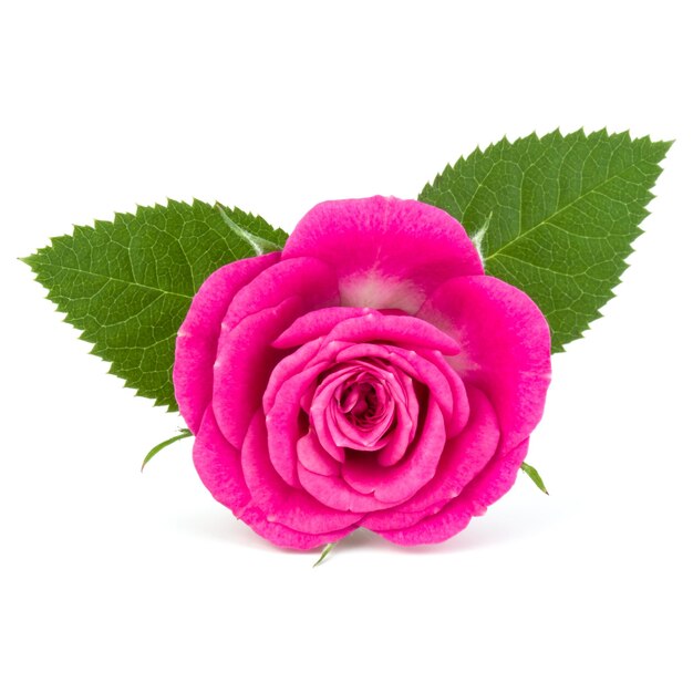 Pink rose flower head isolated on white background cutout