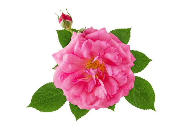 Pink rose flower head with green leaves isolated on white background top view