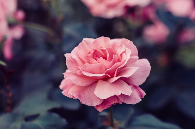 庭のピンクのバラの花