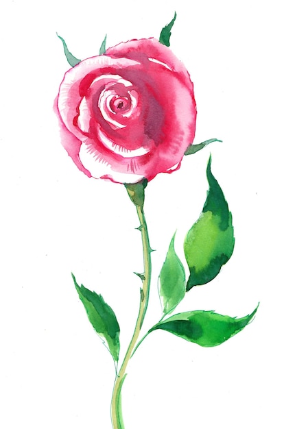 Pink rose flower. Ink and watercolor drawing