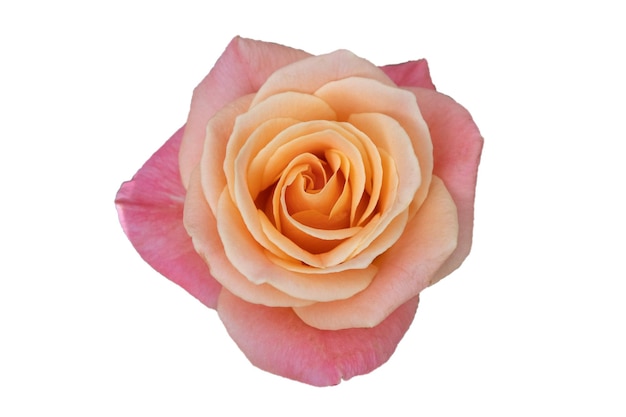 Pink rose flower isolated on white background soft focus and clipping path