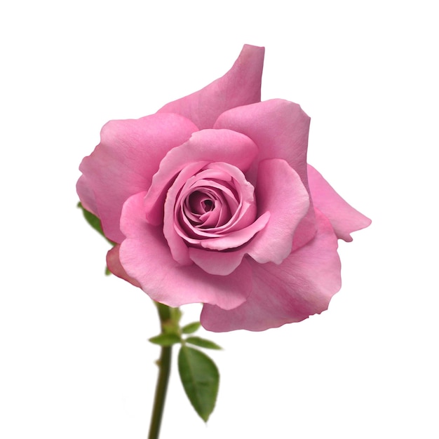 白い背景に分離されたピンクのバラの花ウェディングカードの花嫁挨拶夏春フラットレイトップビュー愛バレンタインデー