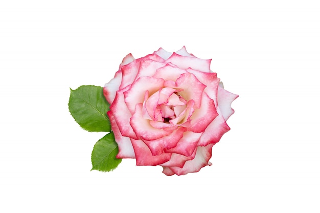 Pink rose flower isolated on white background