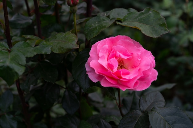 Розовая роза на листве