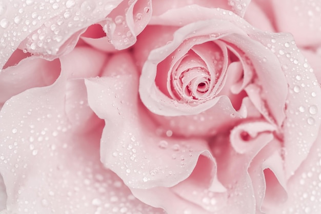 写真 休日のブランドデザインのピンクのバラの花マクロ花の背景