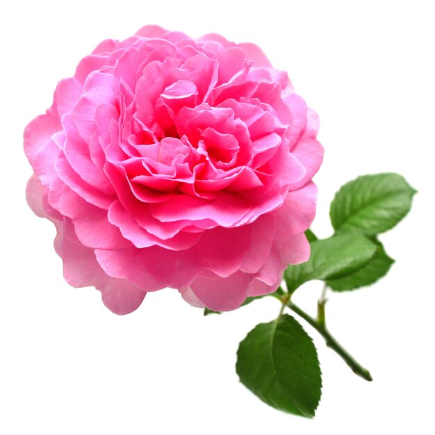 Розовый цветок макро изолирован на белом фоне