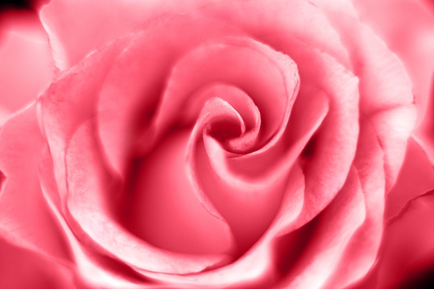 Pink rose flower macro picture background