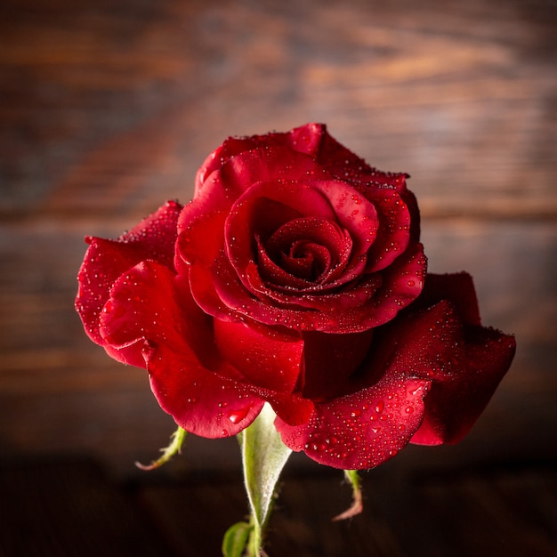 Pink rose flower, macro