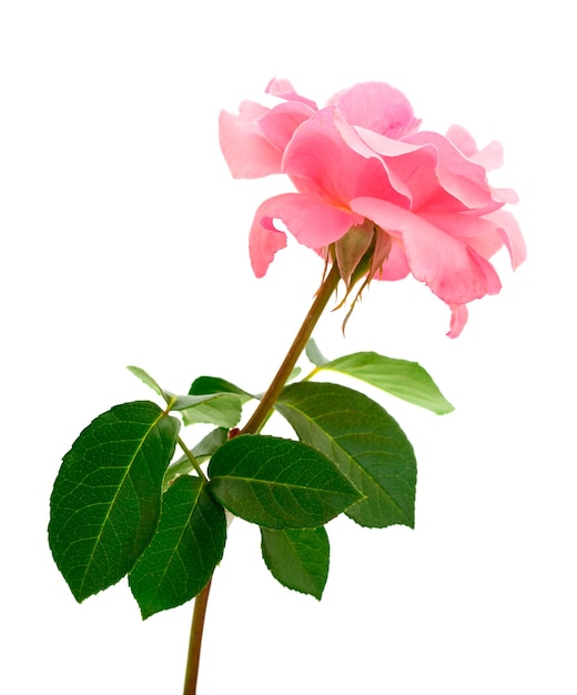 Фото Розовый цветок розы на ветке и листе изолирован на белом фоне