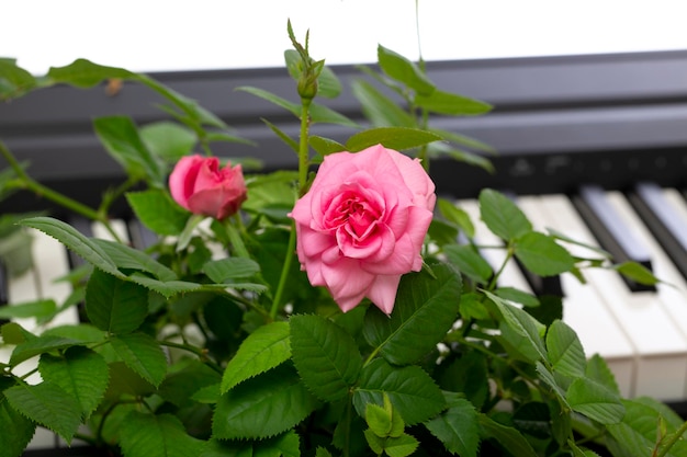 Pink rose flower on piano keys background