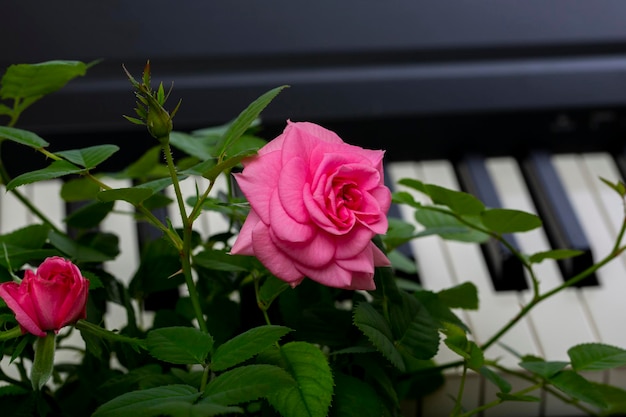 피아노 키 배경에 분홍색 장미 꽃