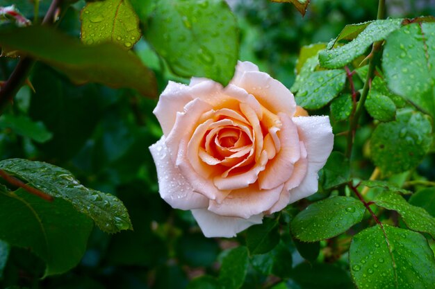 秋の庭のピンクのバラの花植物