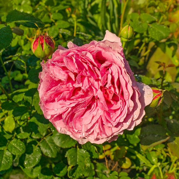 Pink rose flower on the rose bush in the garden in summer