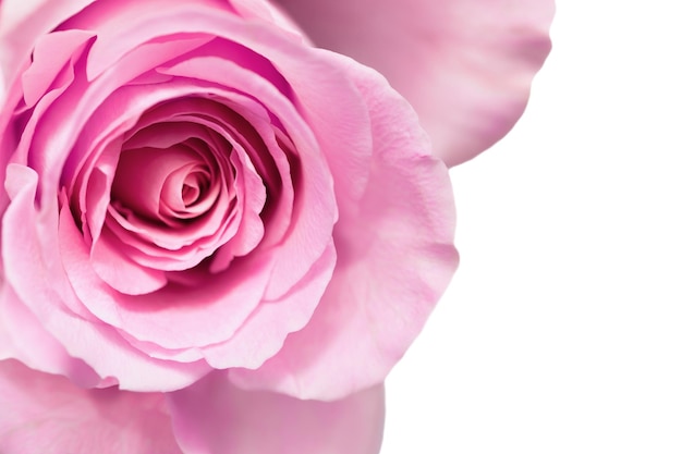 Pink rose flower in the white background.