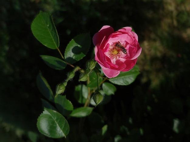 Foto fiore di rosa rosa con un'ape all'interno che raccoglie polline