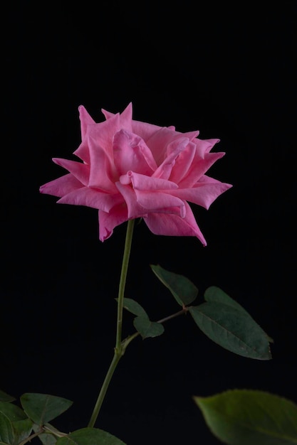 Розовый цветок розы с черным фоном Выборочный фокус